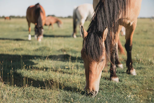 The herd grazing peacefully nearby as a rider practices breath regulation beside their horse.