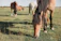 A close-up of a gentle Poitevin draft horse grazing peacefully in a lush green pasture.