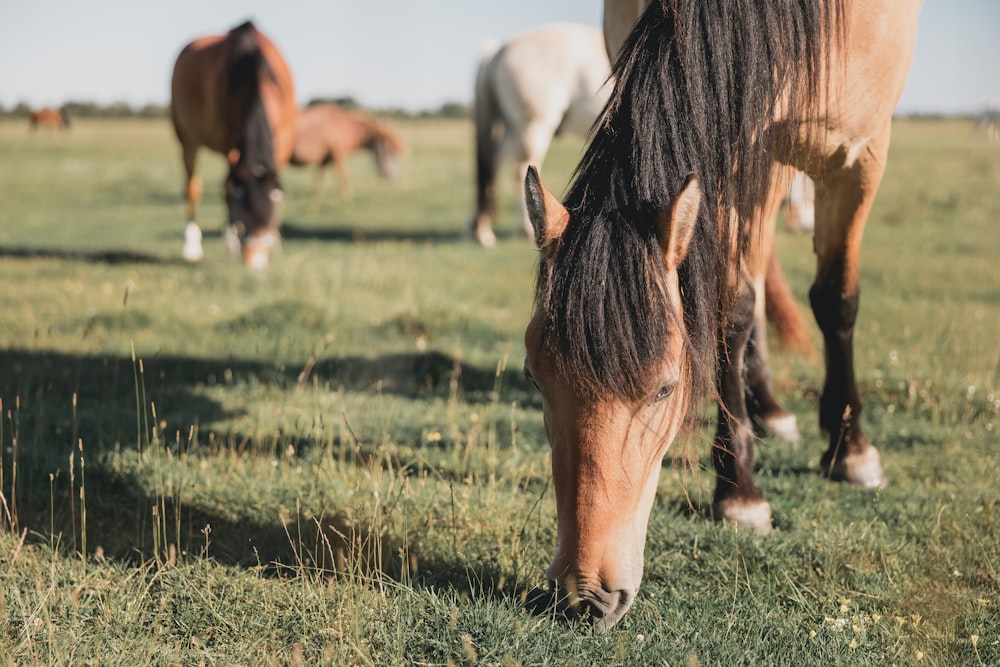 brown horse eating grass