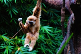 A gibbon swings from a tree branch using its long arms, surrounded by lush green foliage. The animal's fur is a light brown color with distinctive white markings on its face and hands.