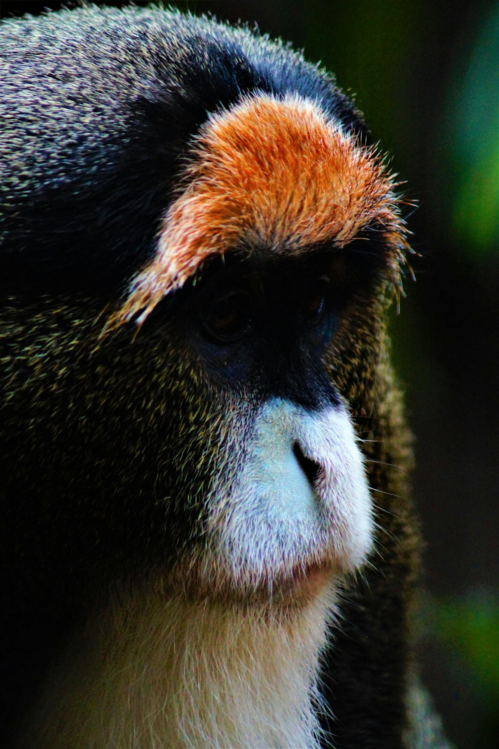 黒と茶色のヒヒ猿の写真 Unsplashで見つけるヘンリー ドーリー動物園の無料写真
