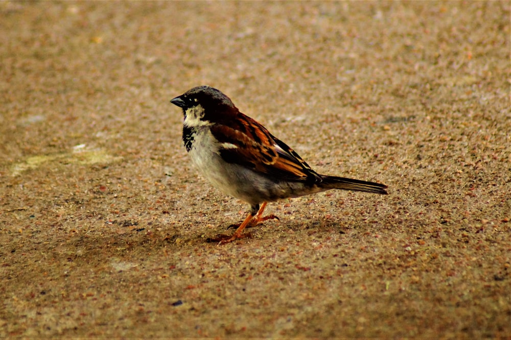 black, white and brown swallow bird