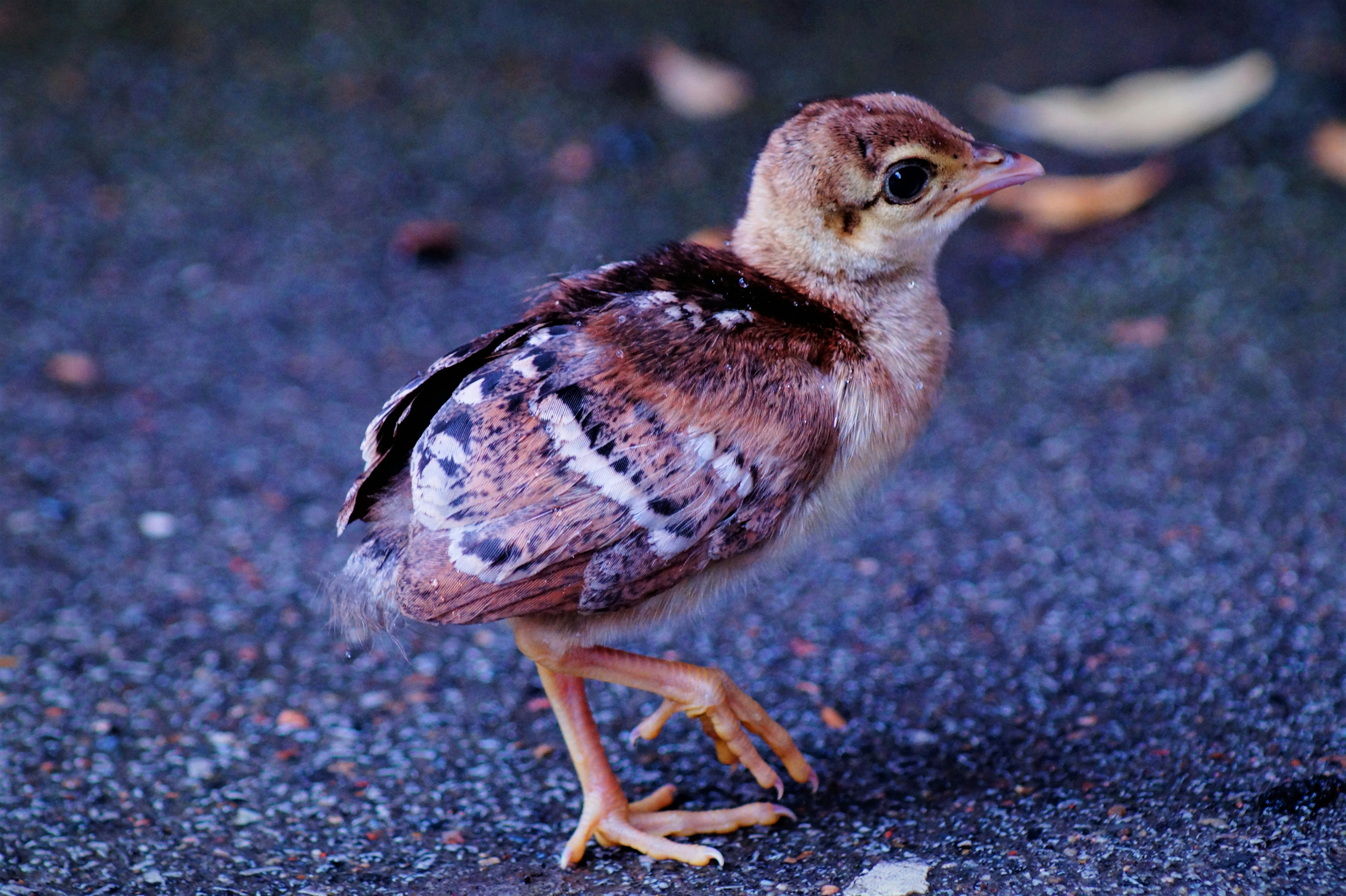 Photo by fletcher_pride