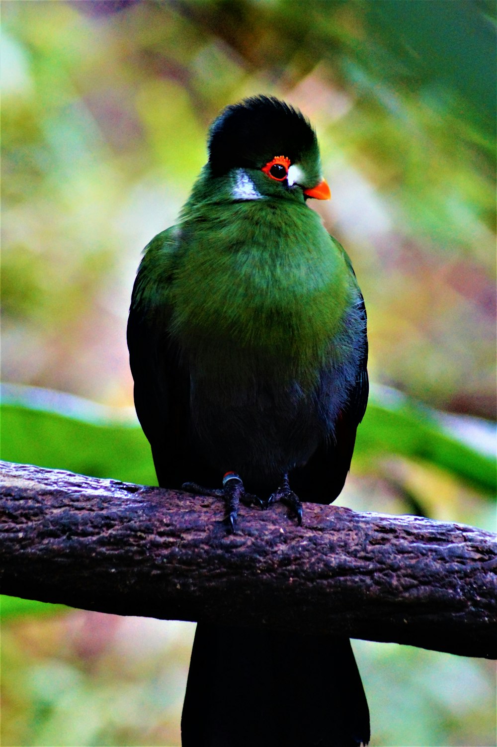 green and black bird on a branch