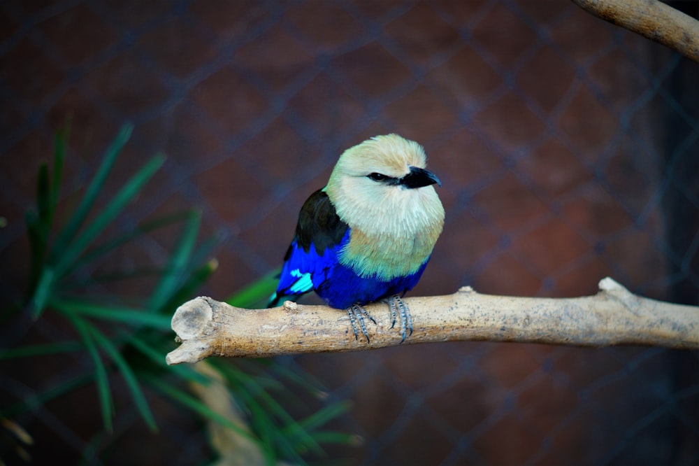 brown and blue bird resting on tree branch