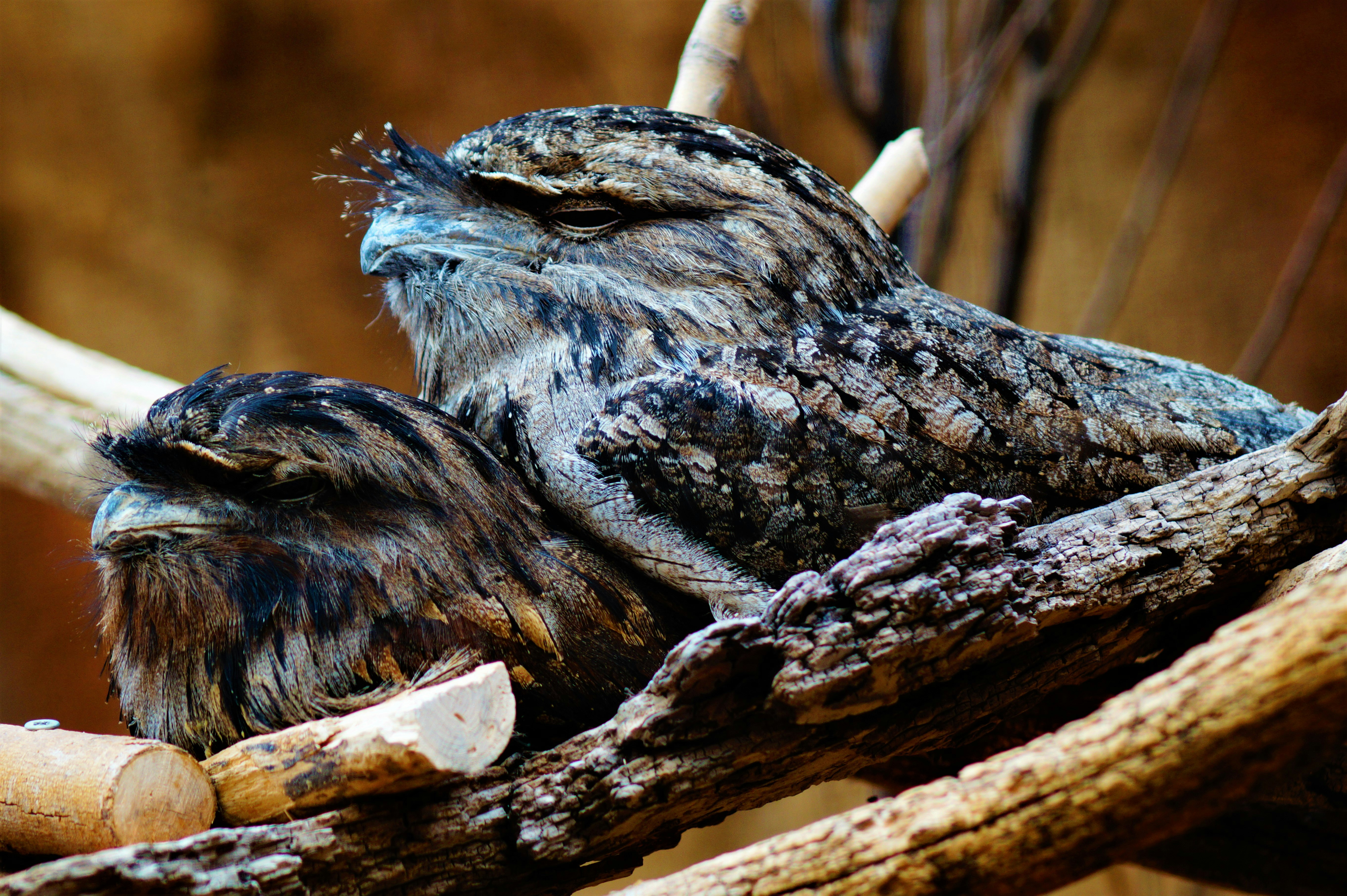 two black and brown birds
