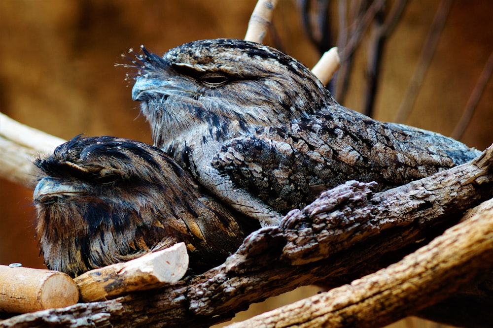 two black and brown birds