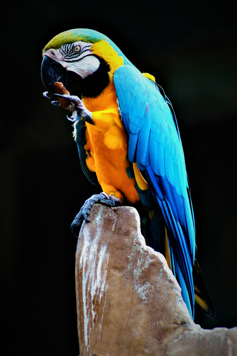 blue, yellow, and green parrot perching on rock
