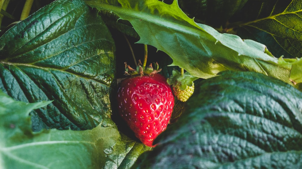 strawberry fruit