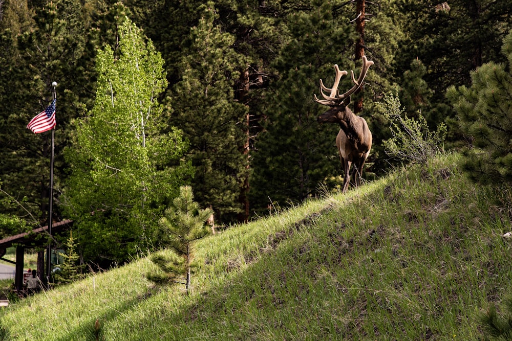 brown moose standing on grass field