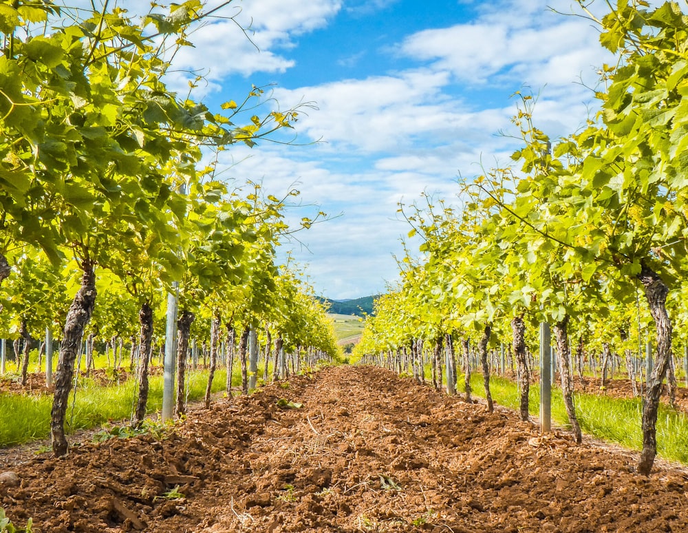 braune und grüne Bäume unter strahlend blauem Himmel