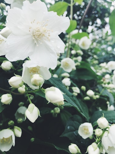 A close-up of white jasmine flowers in full bloom surrounded by green leaves. The focus is on the delicate petals and intricate stamens of the flowers, with several buds ready to open. The background shows a blur of greenery, creating a serene, natural ambiance.