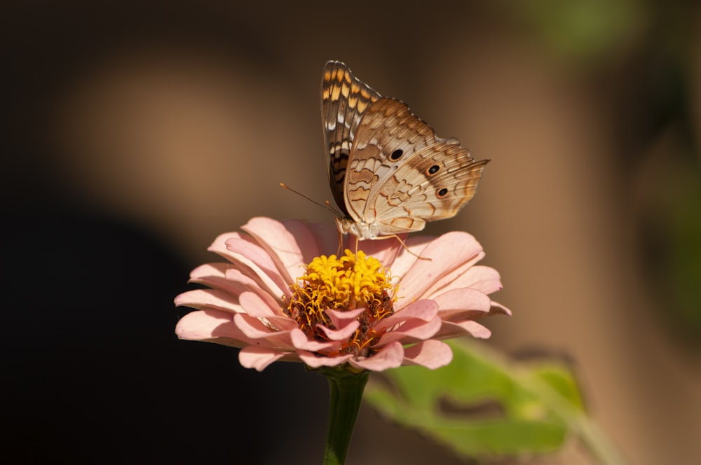 papillon brun sur une fleur rose