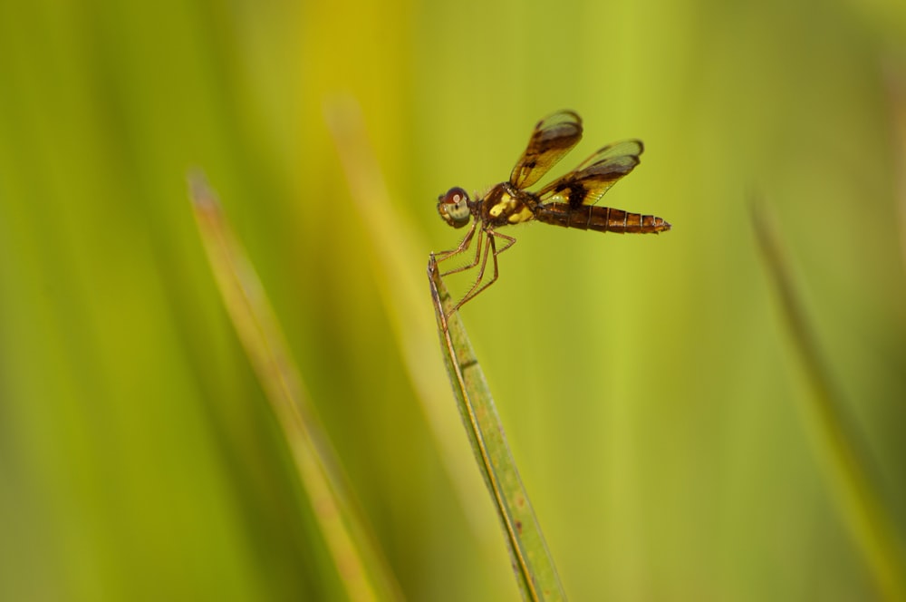 brown dragonfly on tip of green leaf