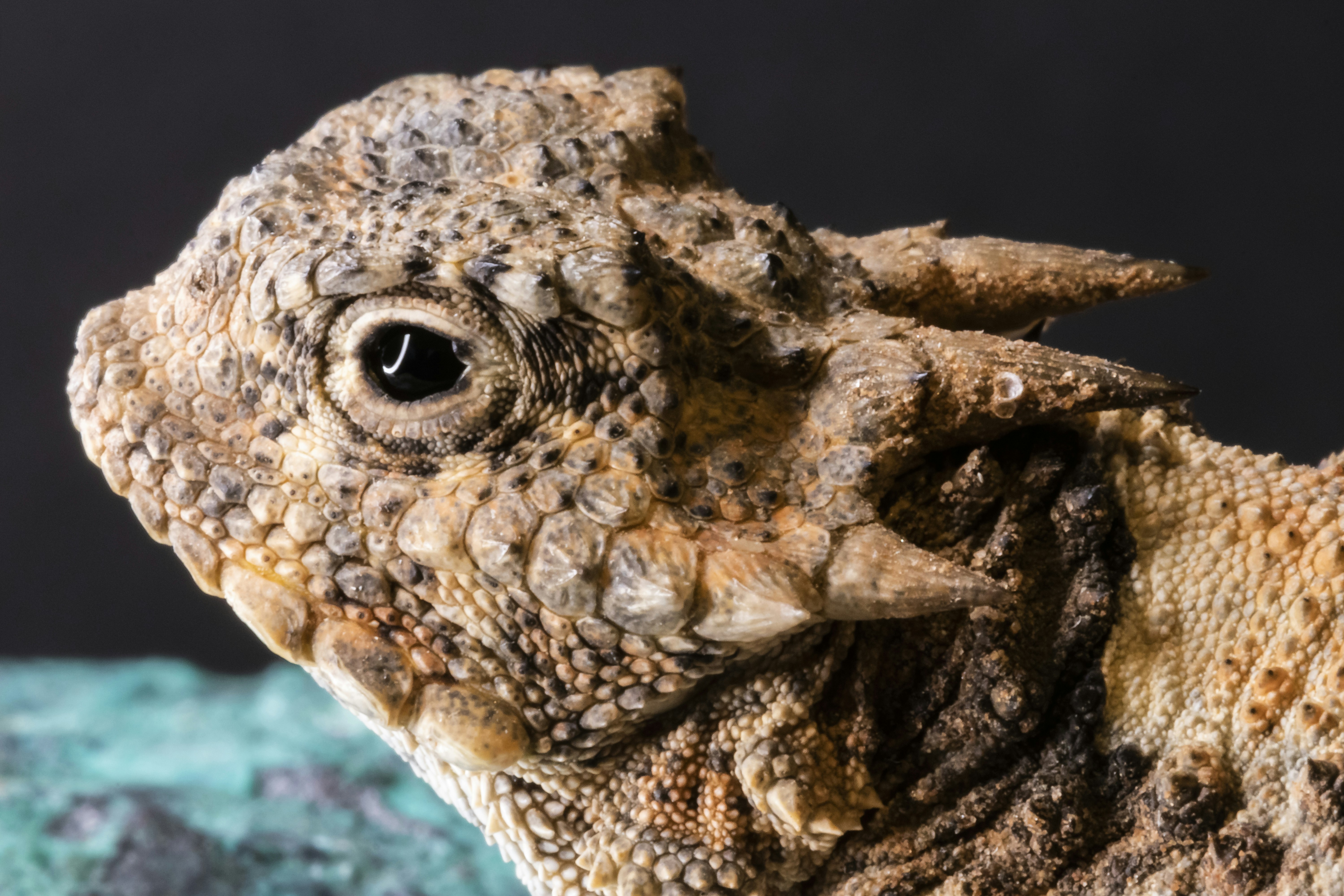What Do Baby Horned Toads Eat? Feeding Nature