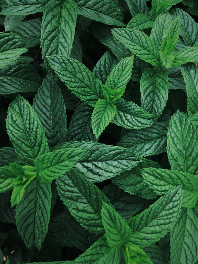 Feuilles de menthe fraîche