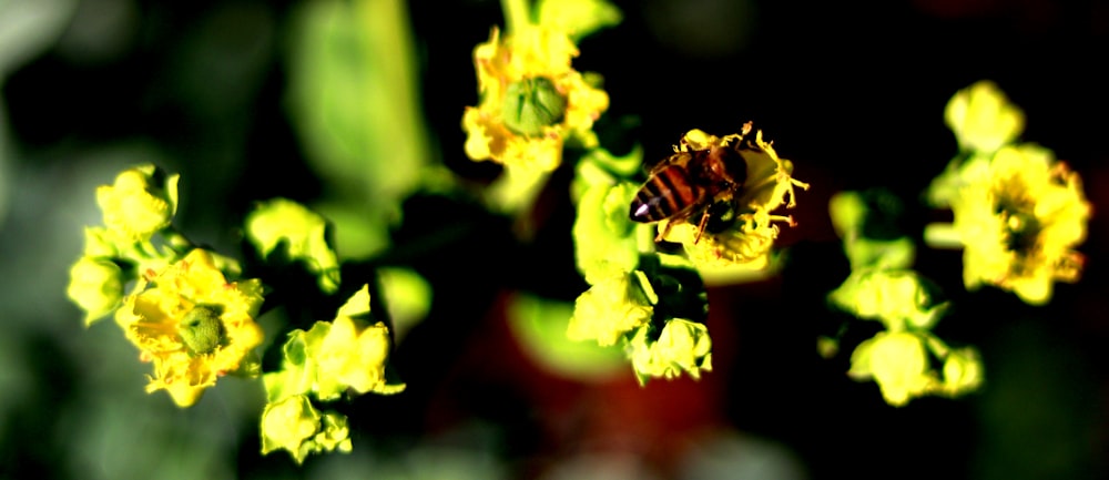 vespa marrom e preta em flores amarelas da orquídea