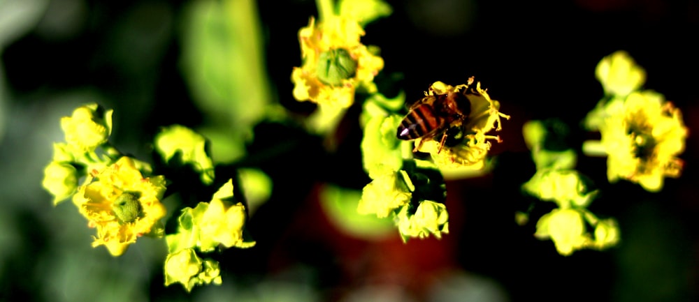 brown and black wasp on yellow orchid flowers