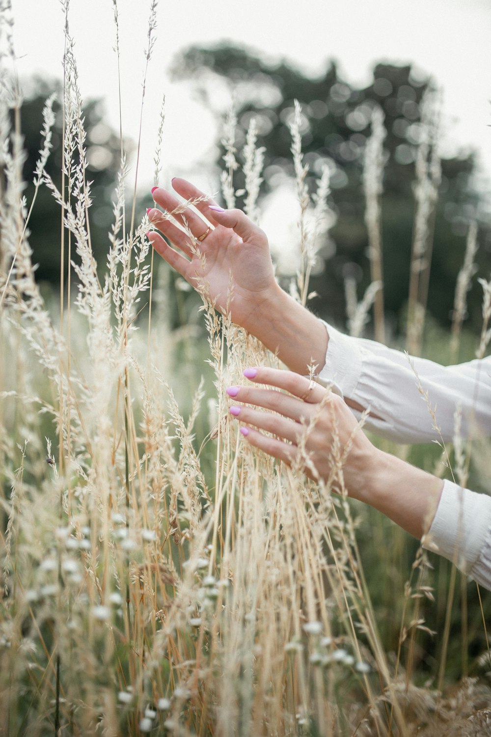 woman holding brown tall grasses on field