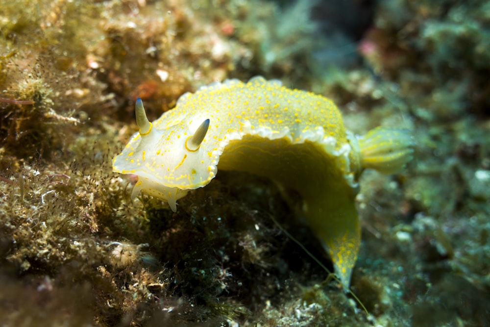 Foto subacuática de la criatura marina verde