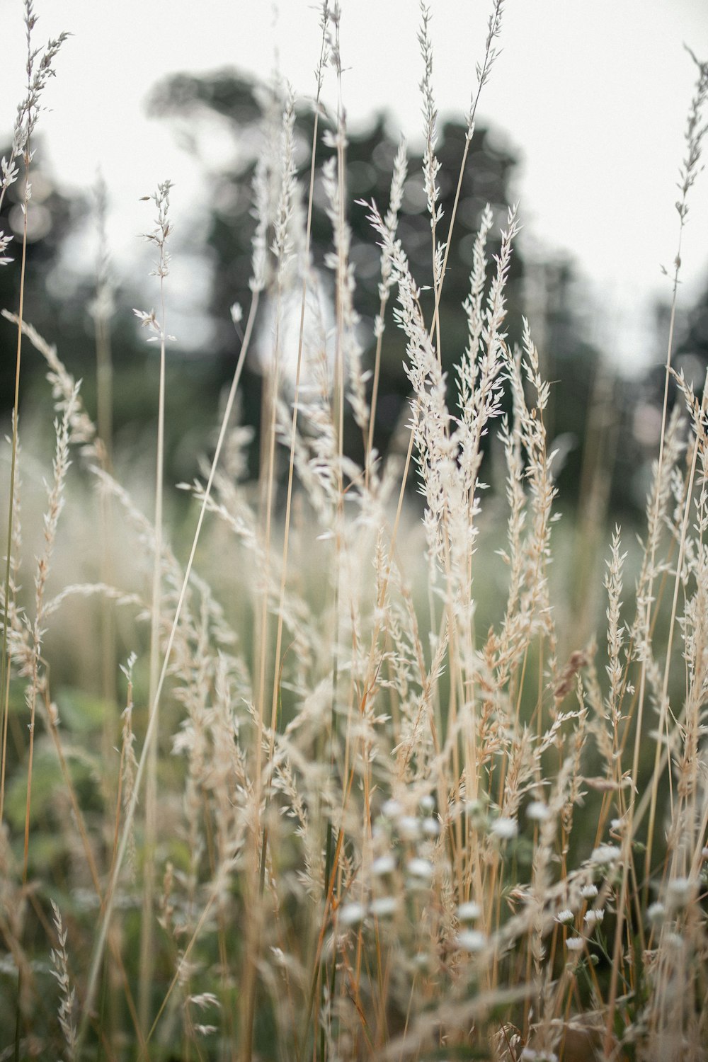 brown flower field