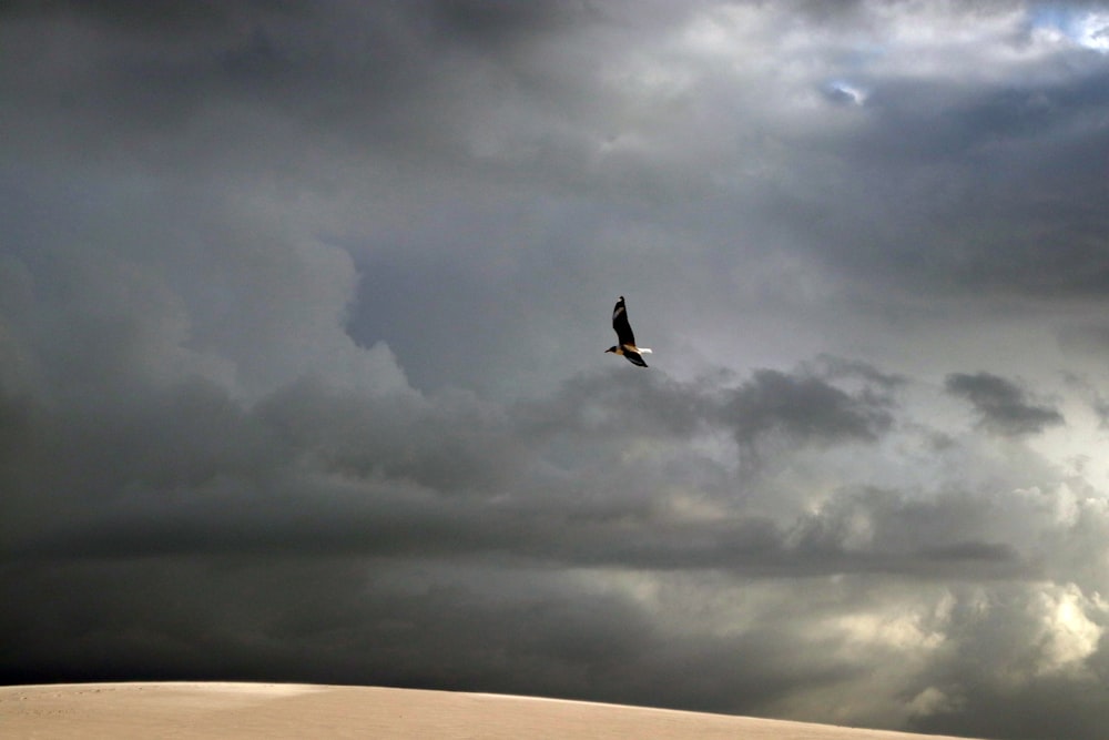 black and white bird in flight