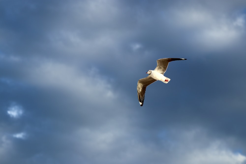 gaviota blanca y gris volando