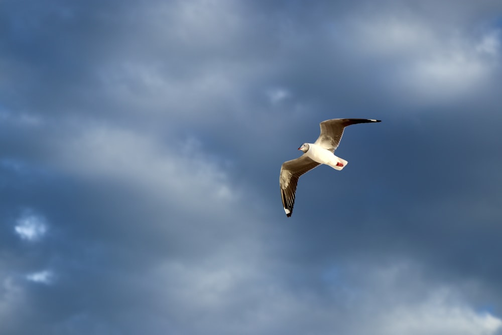 white and gray seagull bird flying