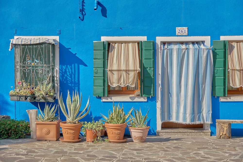 potted plants in front of blue painted house