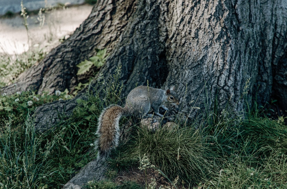 gray and brown squirrel near tree