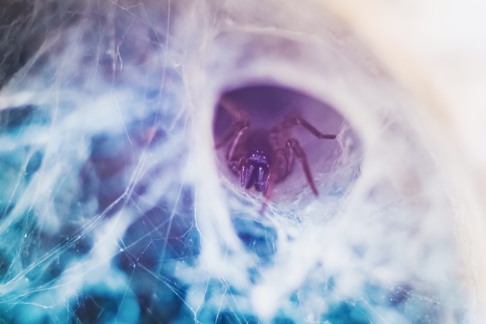 brown spider on a web