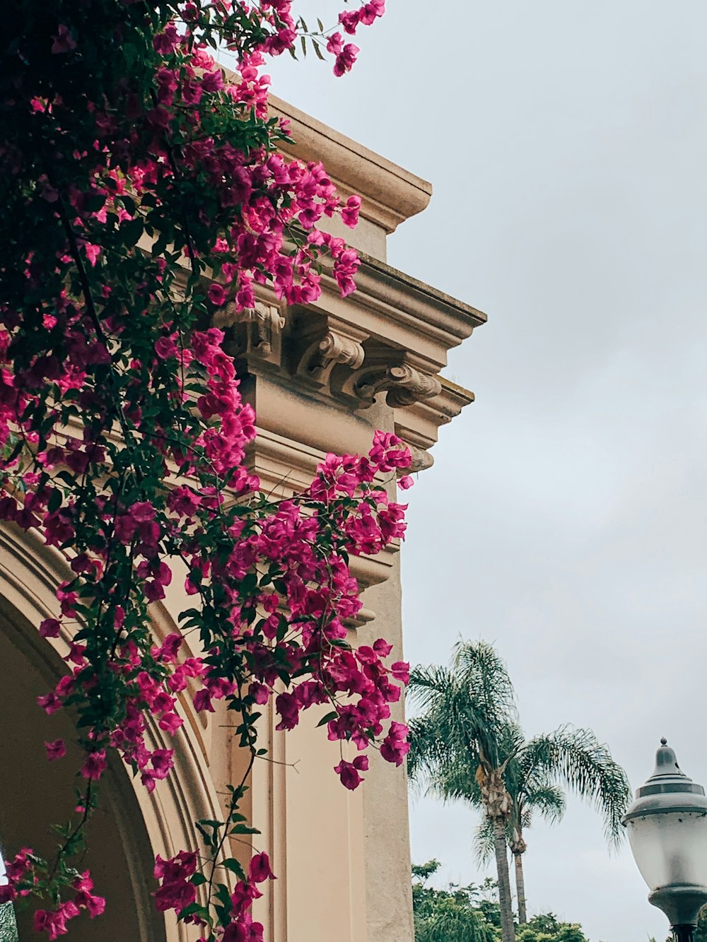 pink flowers