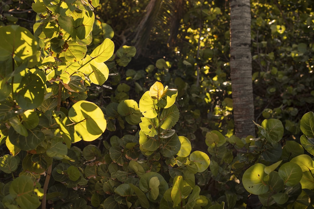 green leafy tree