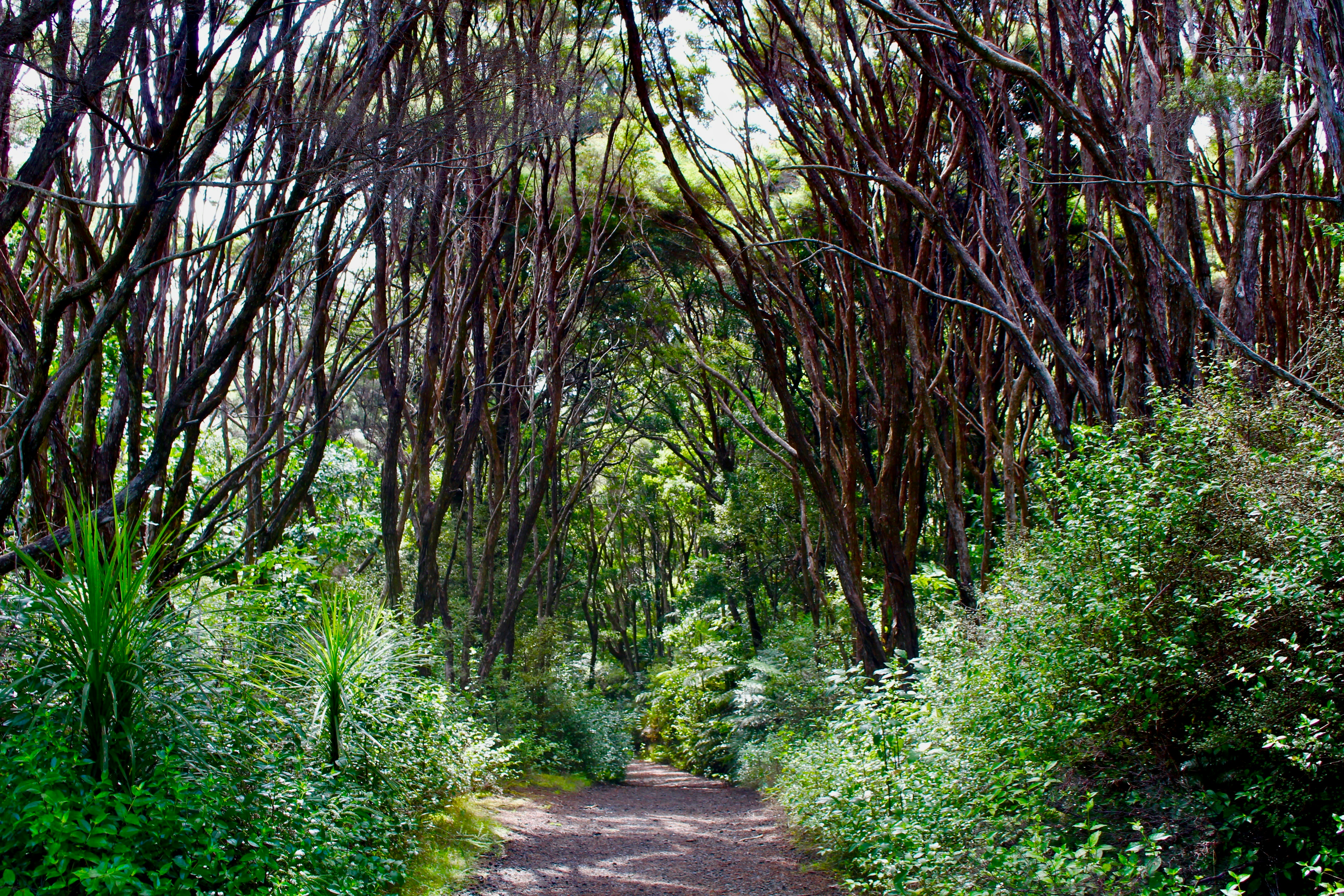 walkway in a forest, 