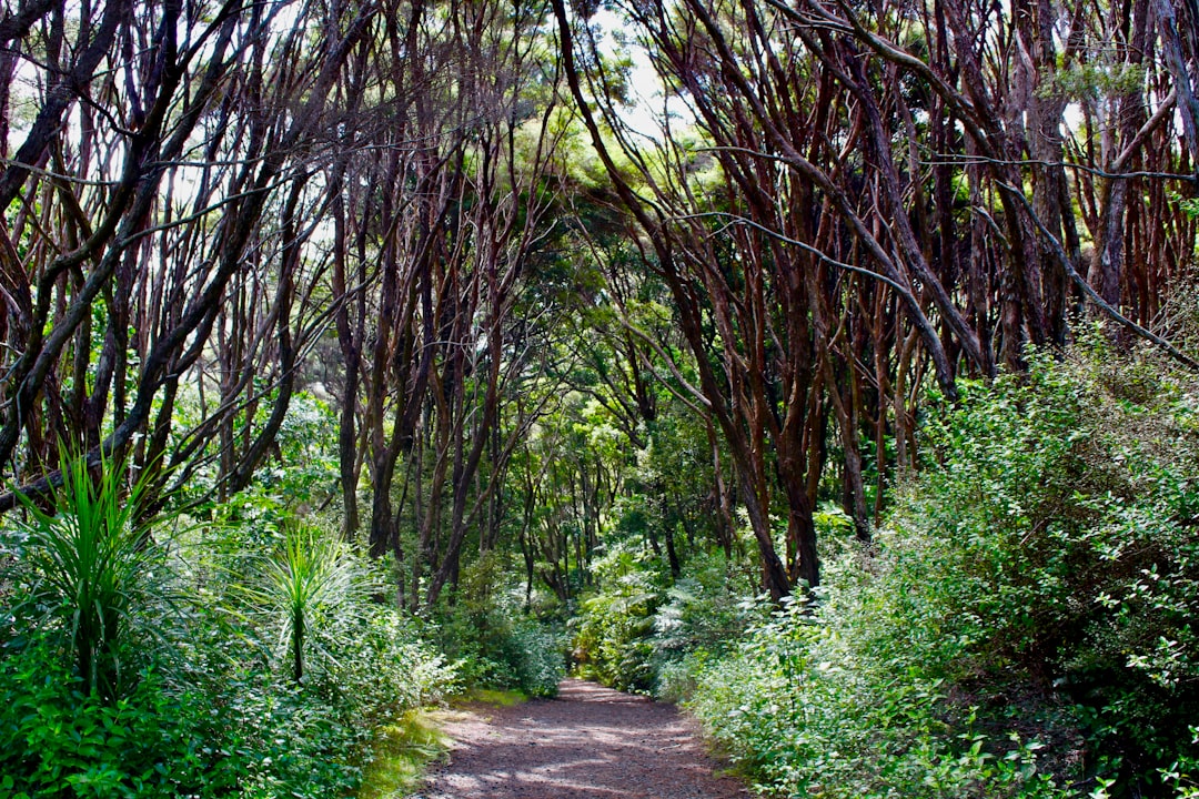 walkway in a forest,