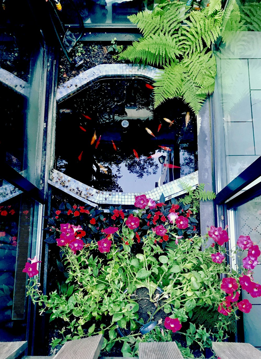 school of koi in pond beside pink flower