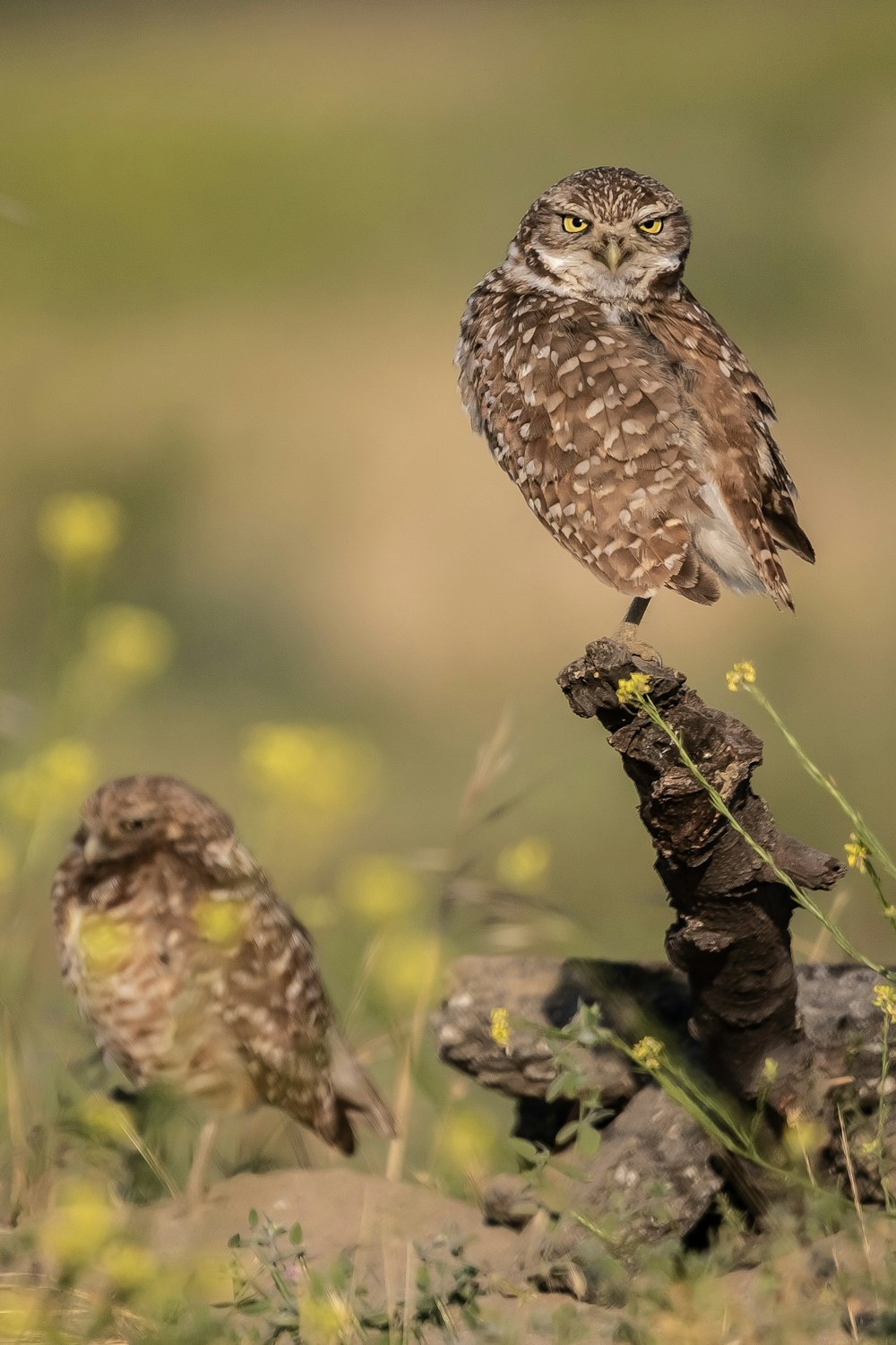 selective focus photography of owl