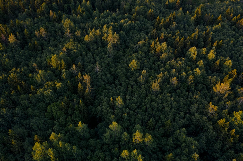 緑の木々が生い茂る森の航空写真