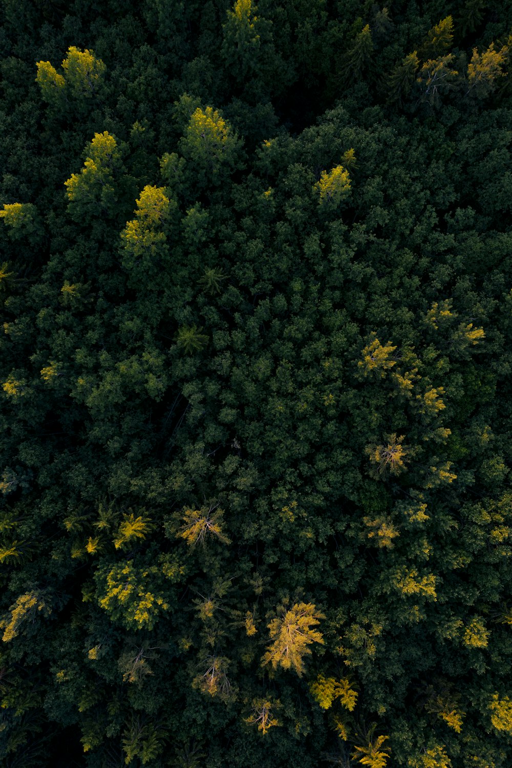 foto aerea della foresta verde