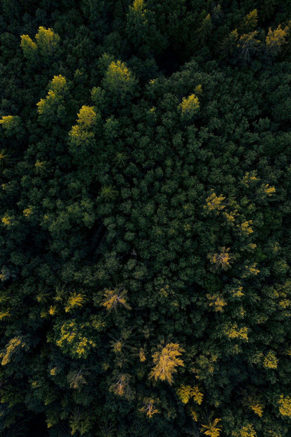 Photo aérienne de la forêt verte