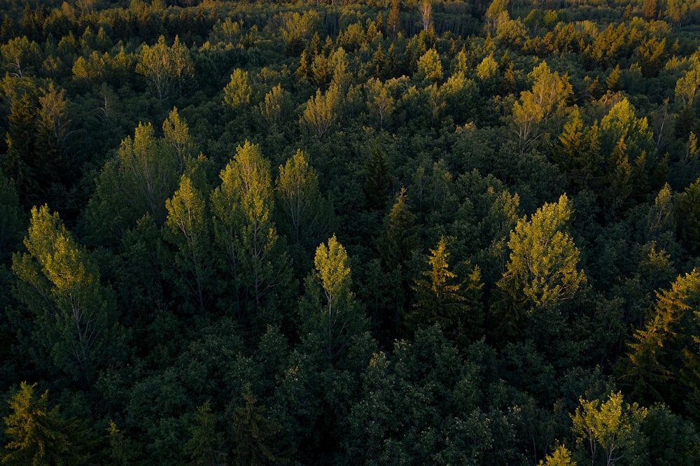 Luftaufnahme des grünen Waldes