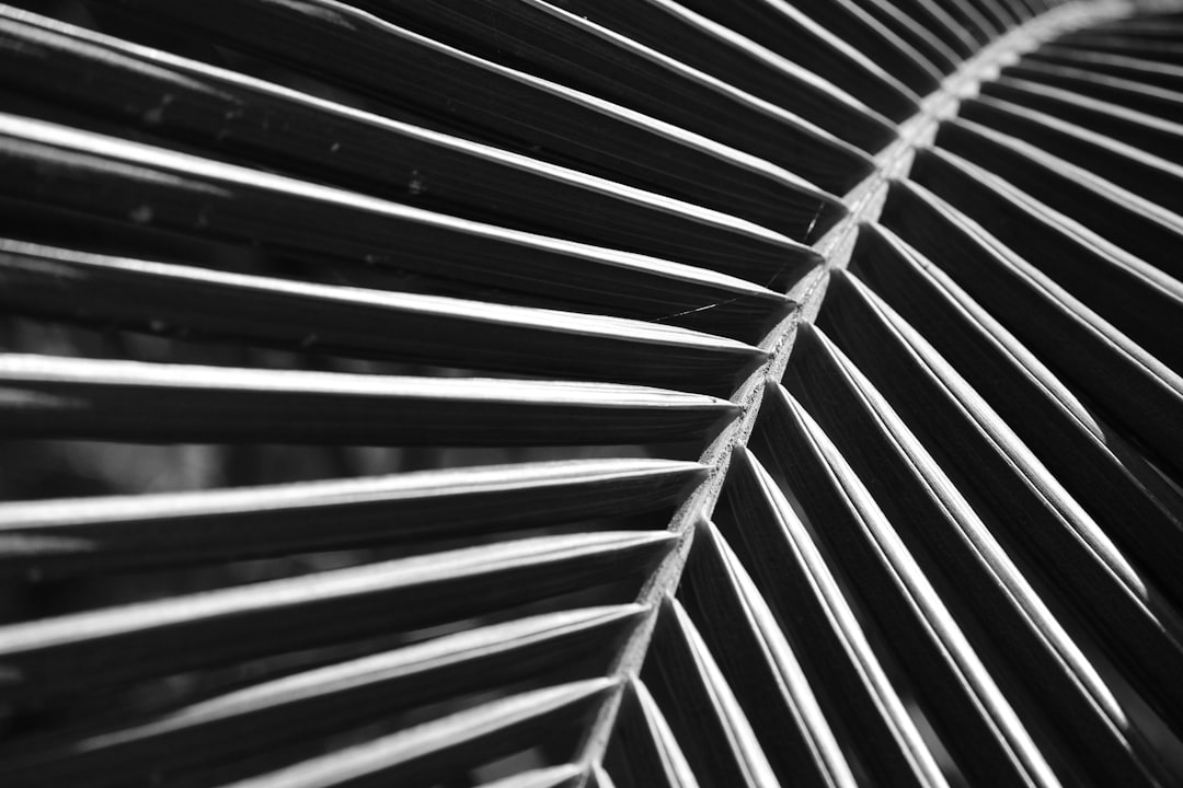 grayscale photo of palm leaves