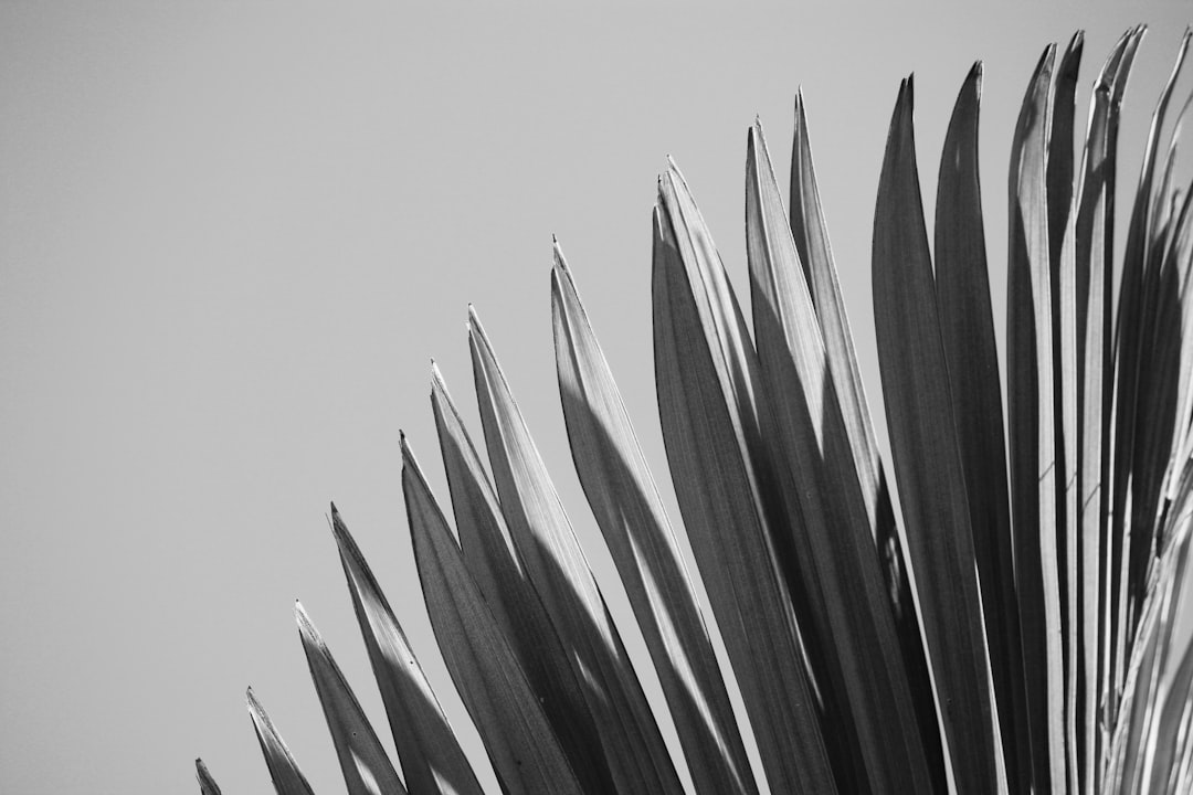 grayscale photo of plant