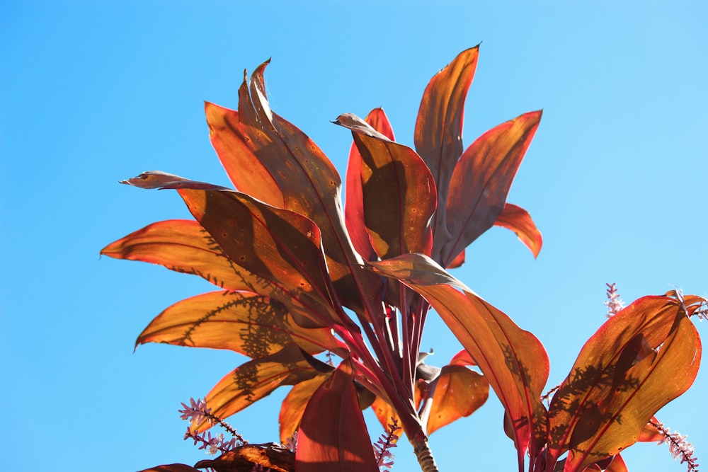 brown leafy plant