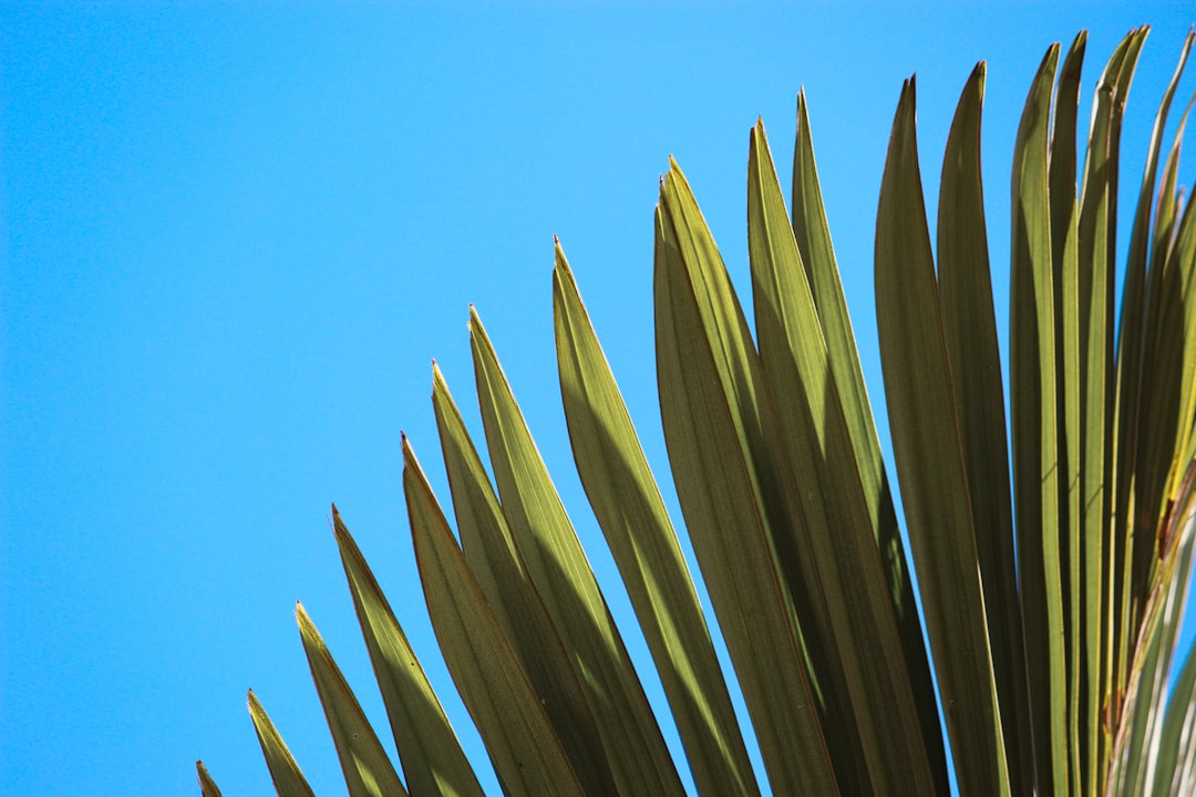 green palm fronds