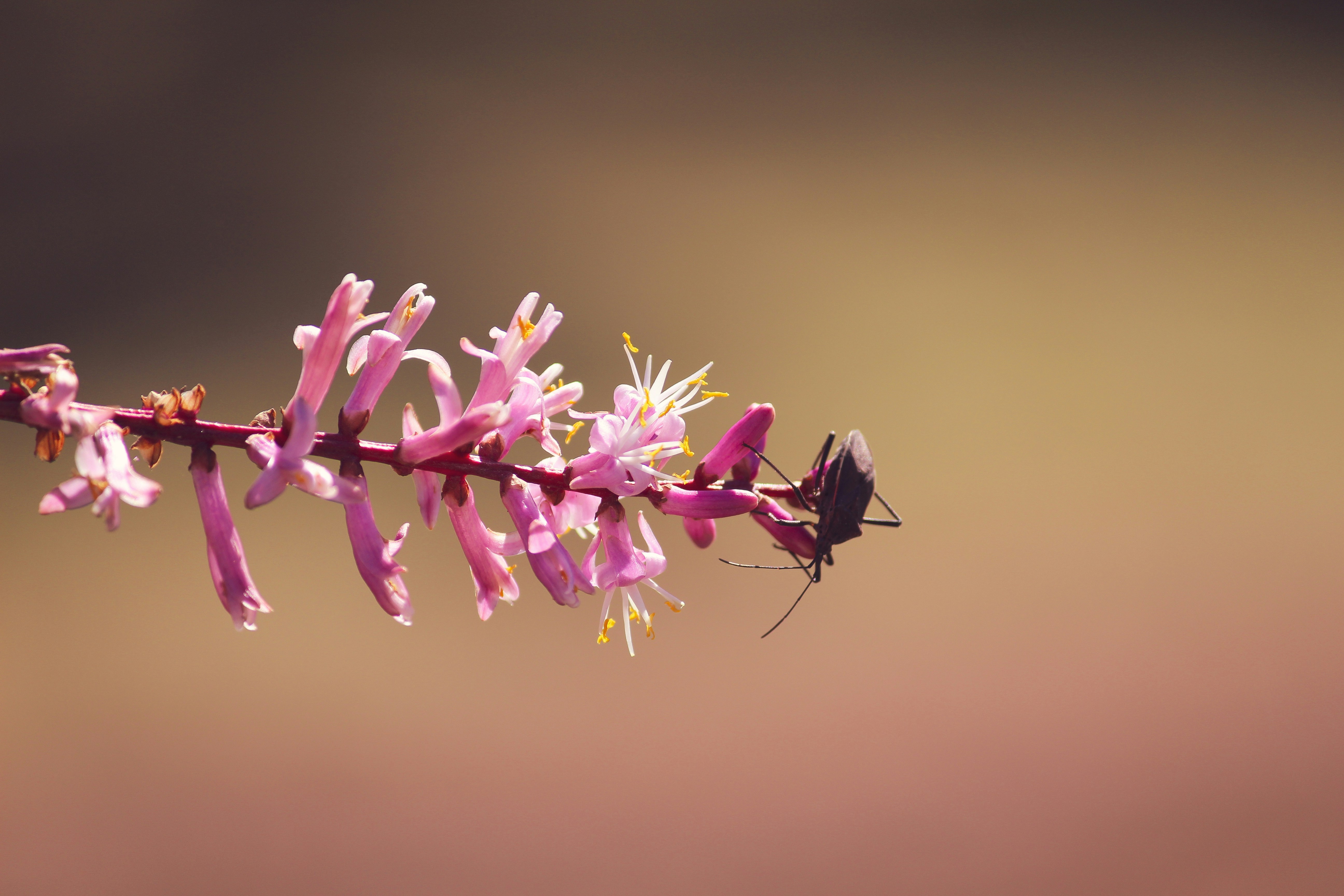 Photo by amandakariella