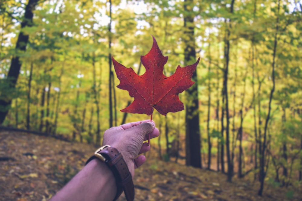 maroon maple leaf