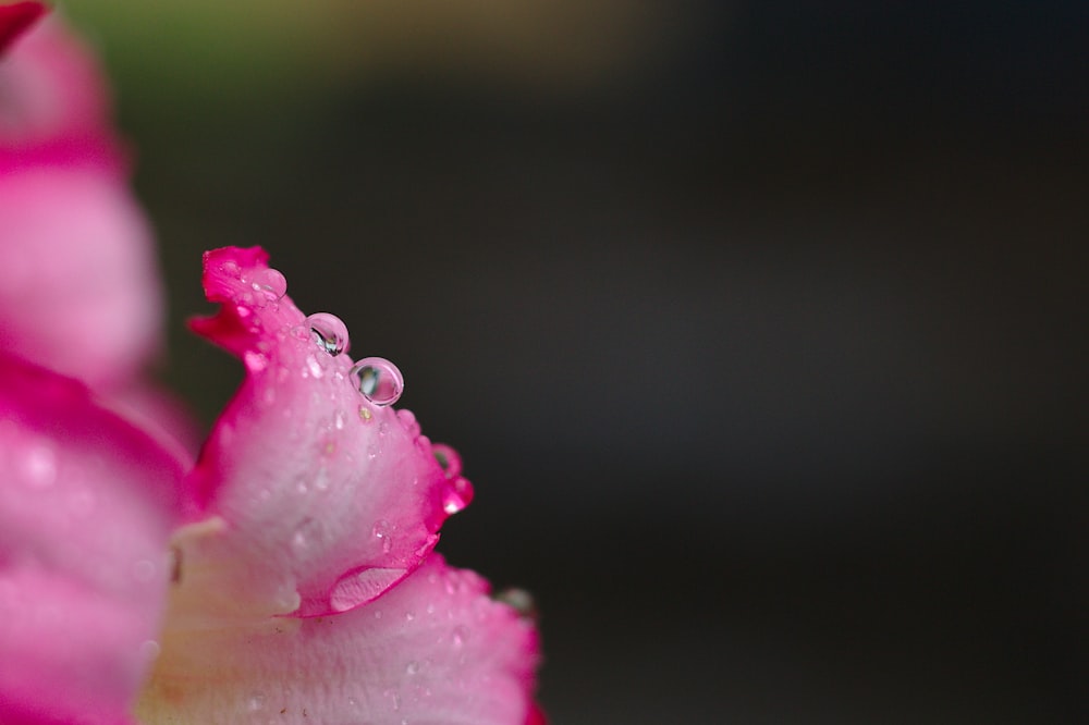 pink-petaled flowers