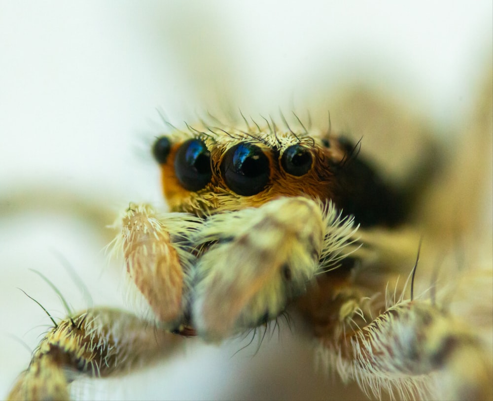 brown tarantula