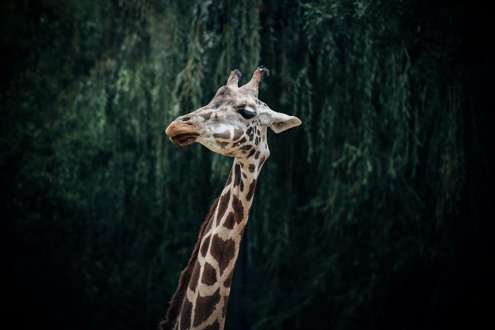 brown giraffe on focus photography